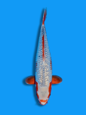 Ginrin Yuki Asagi | Koi&Co.